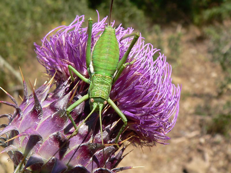 Uromenus brevicollis e Uromenus bonneti